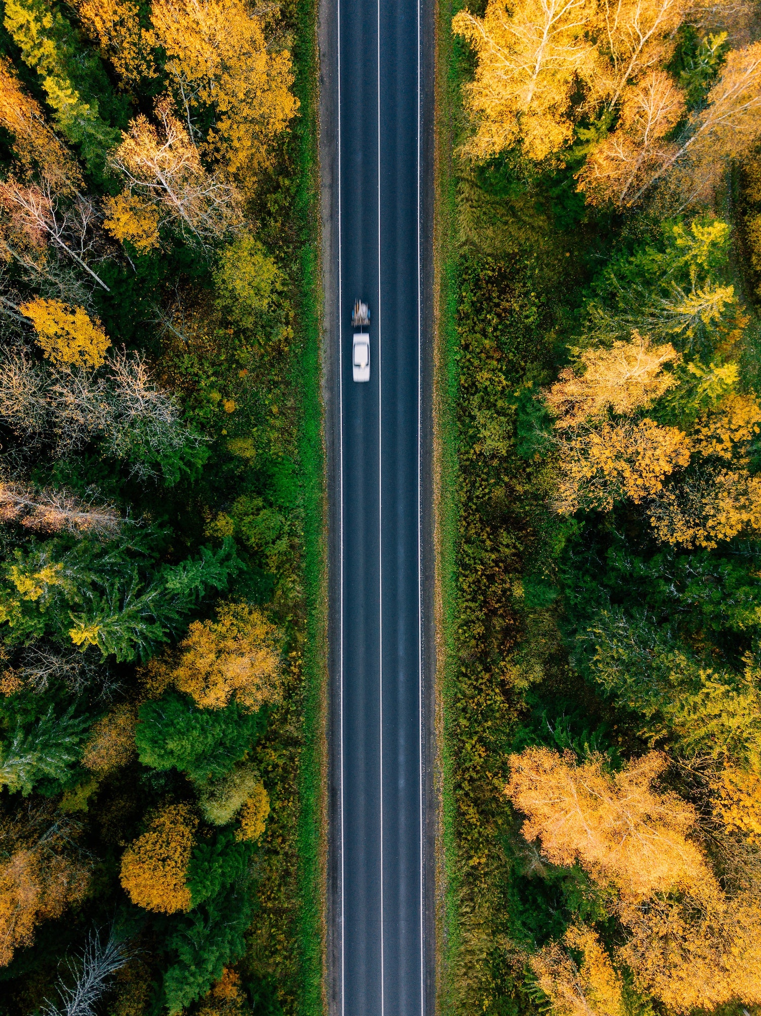 Road in the autumn forest aerial view